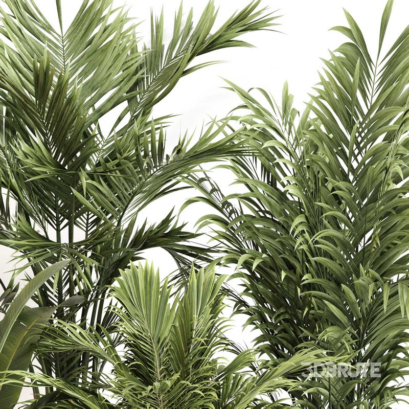 Indoor Plant Set 0112 Image 4