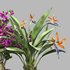 Bird of paradise flower and bougainvillea tree - Thumbnail 3