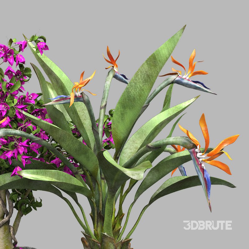 Bird of paradise flower and bougainvillea tree Image 3