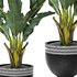 tropical indoor plant tree - Thumbnail 4