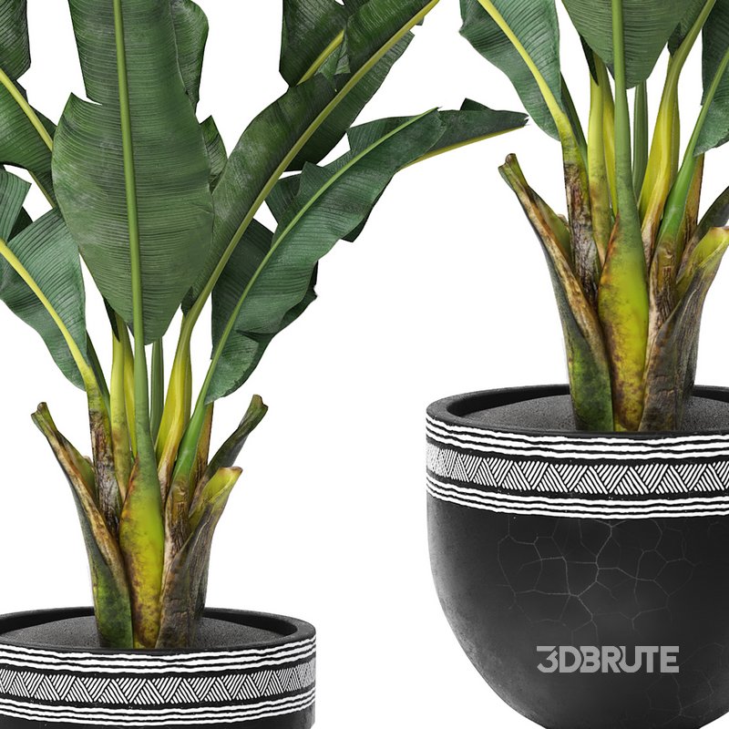 tropical indoor plant tree Image 4