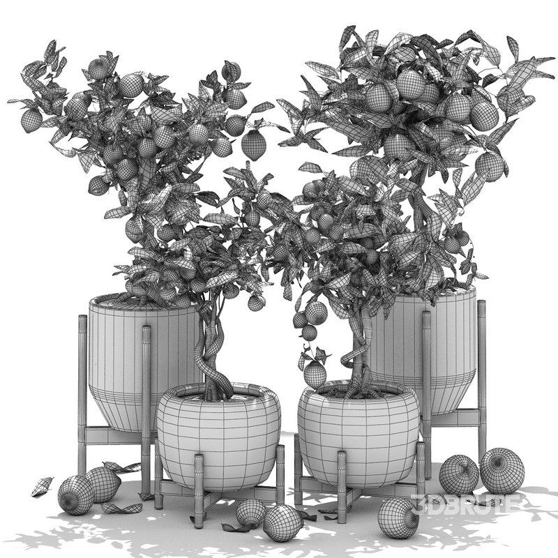 Collection of plants 002 lemons and oranges trees Image 2