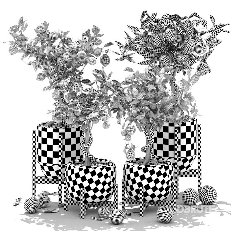 Collection of plants 002 lemons and oranges trees Image 3