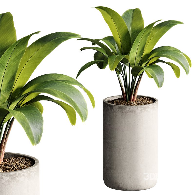 Indoor Plant 23 Image 3