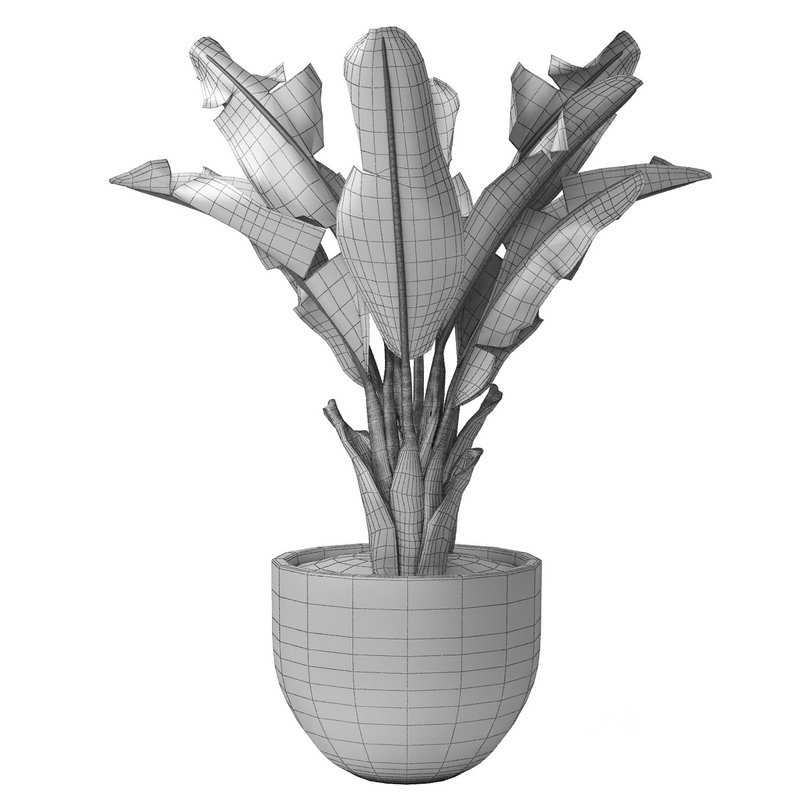 tropical indoor plant tree Image 3