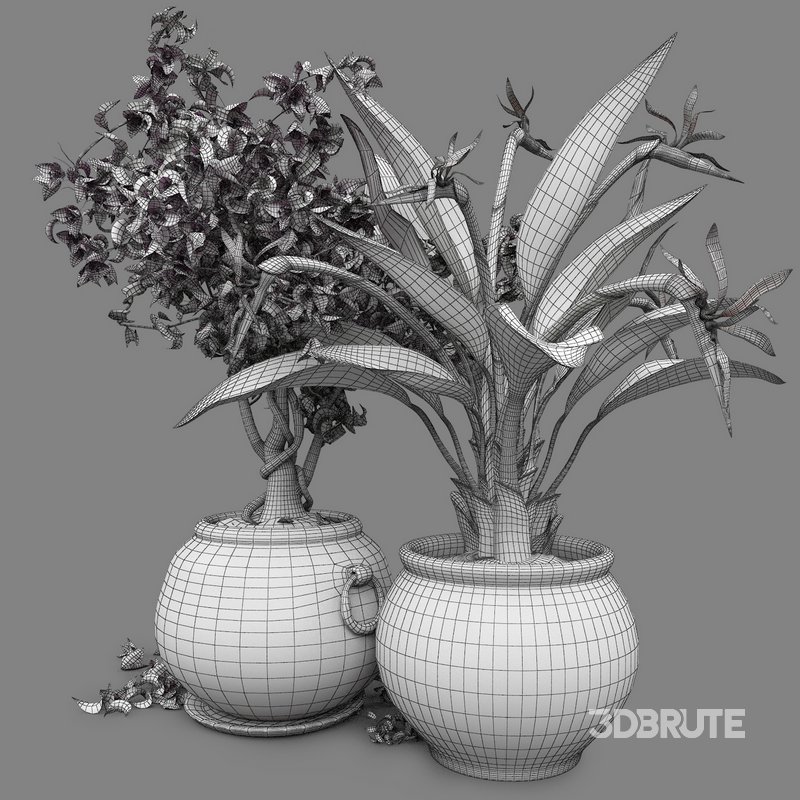 Bird of paradise flower and bougainvillea tree Image 5