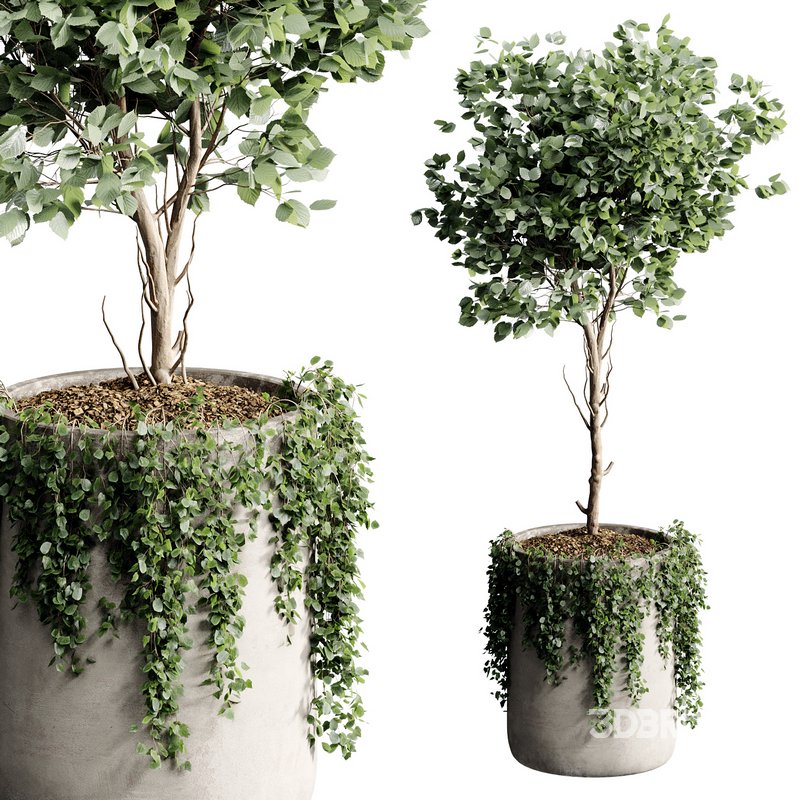 Indoor Plant 23 Image 5