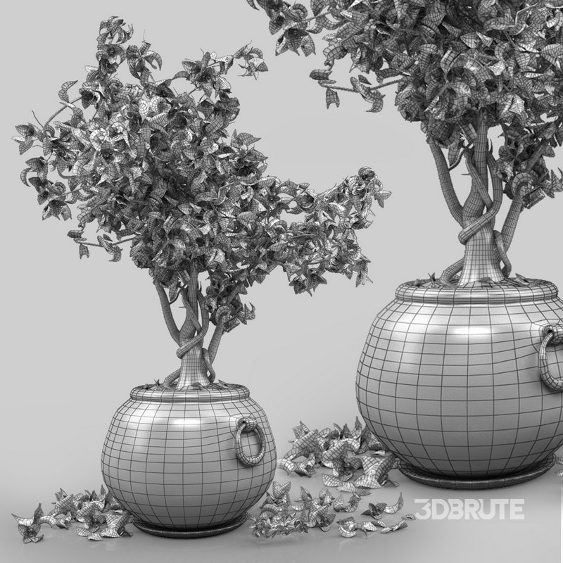 Bird of paradise flower and bougainvillea tree Image 6