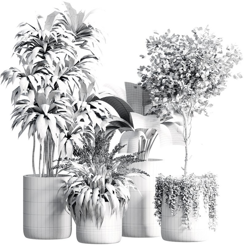 Indoor Plant 23 Image 6