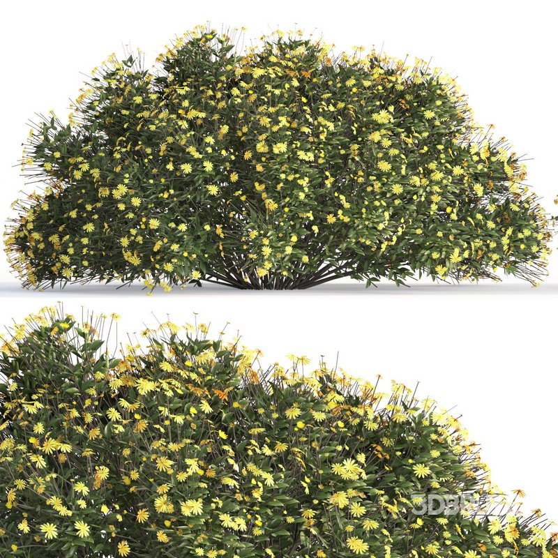 bush garden Chrysactinia mexicana Image 2