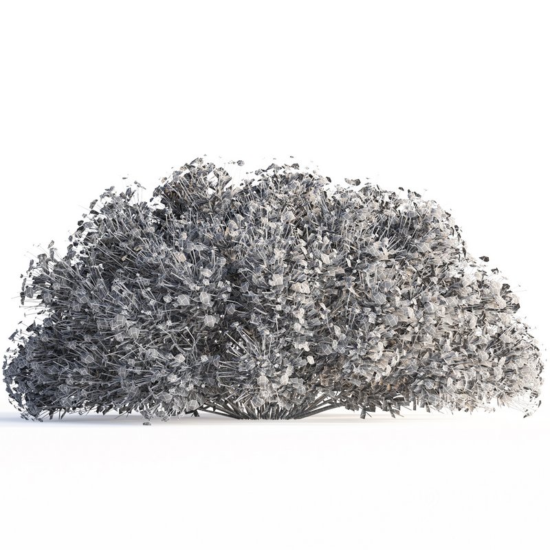 bush garden Chrysactinia mexicana Image 3