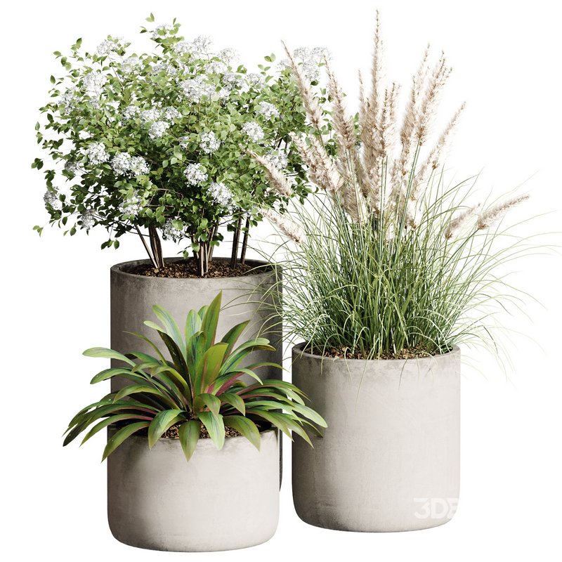 Outdoor Plant 28 Image 2