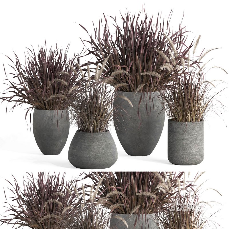 outdoor indoor plant007 Saabira charcoal Image 1