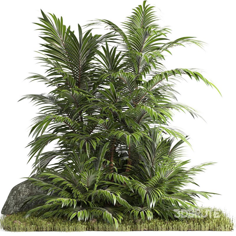 outdoor garden tree plant014 palm tree Image 1