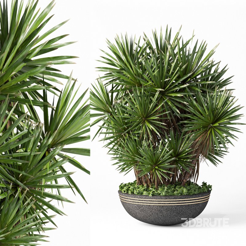 indoor plant set014 palm tree plant Image 1