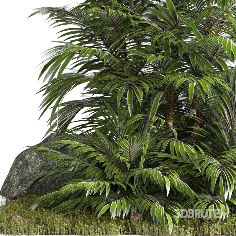 outdoor garden tree plant014 palm tree Image 2