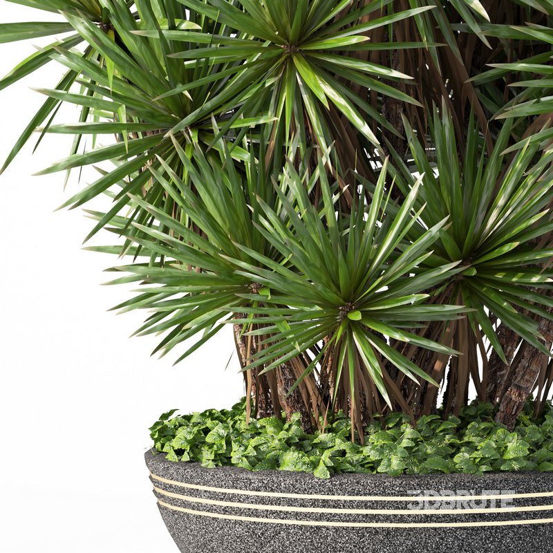 indoor plant set014 palm tree plant Image 2