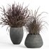 outdoor indoor plant007 Saabira charcoal - Thumbnail 3