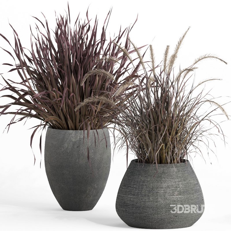 outdoor indoor plant007 Saabira charcoal Image 3