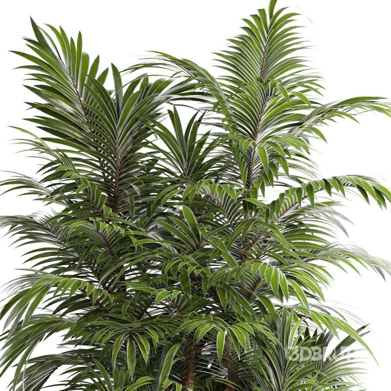 outdoor garden tree plant014 palm tree Image 3