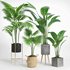 indoor plant set002 - Thumbnail 1