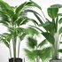 indoor plant set002 - Thumbnail 4