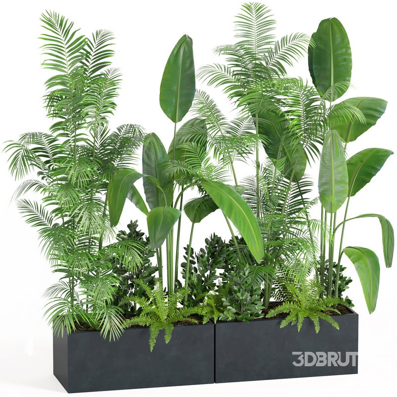 indoor plant set004 Image 1