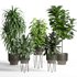 indoor plant set005 collection - Thumbnail 1