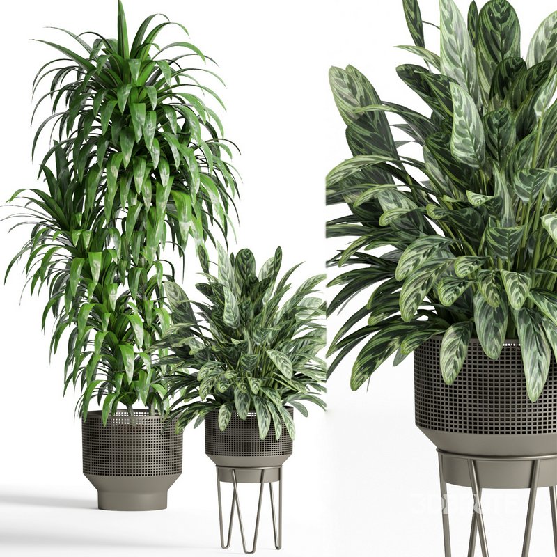 indoor plant set005 collection Image 2