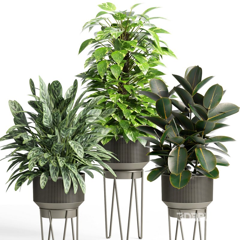 indoor plant set005 collection Image 3