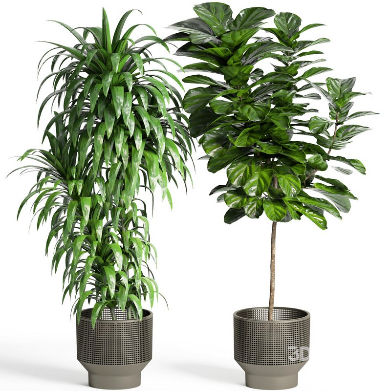 indoor plant set005 collection Image 4