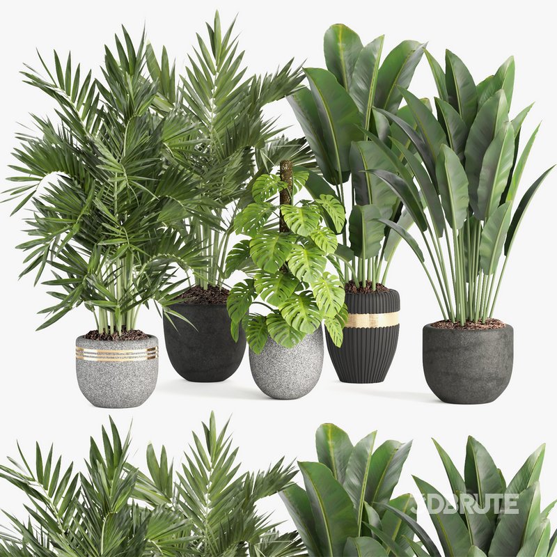 indoor plant set007 collection Image 1
