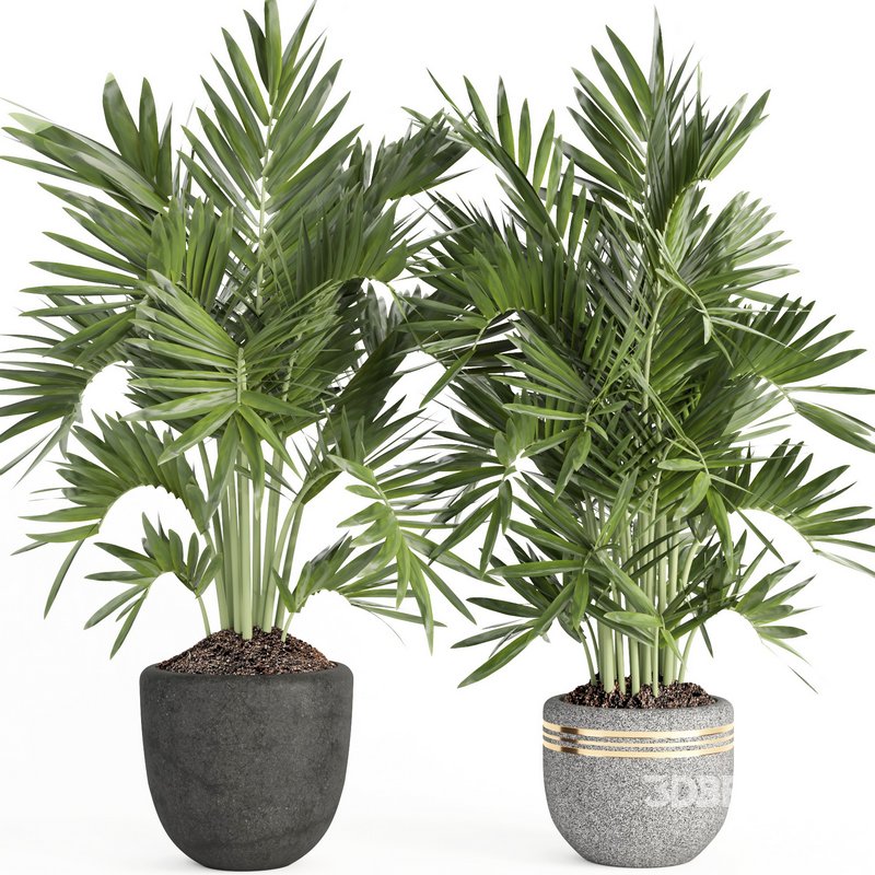 indoor plant set007 collection Image 4