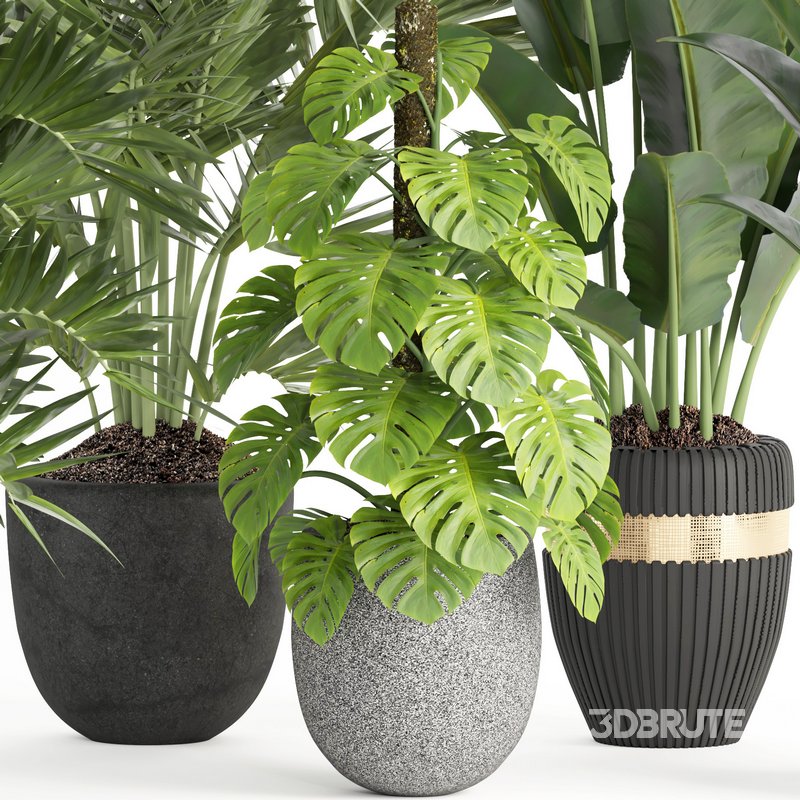 indoor plant set007 collection Image 5