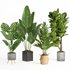 indoor plant set009 collection - Thumbnail 1