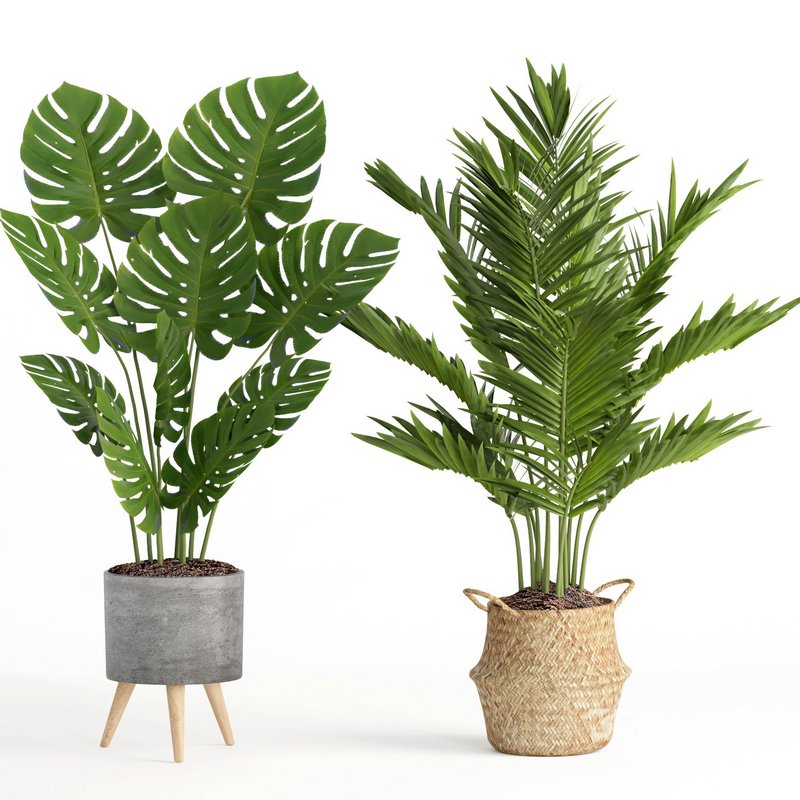 indoor plant set009 collection Image 2