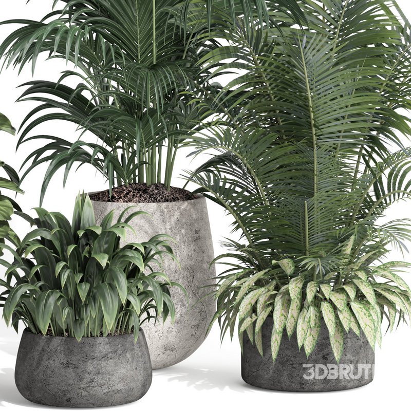 indoor plant set010 collection Image 4