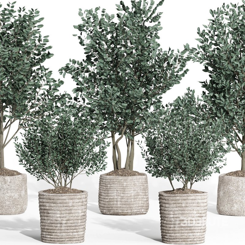 indoor plant set011 collection Image 2