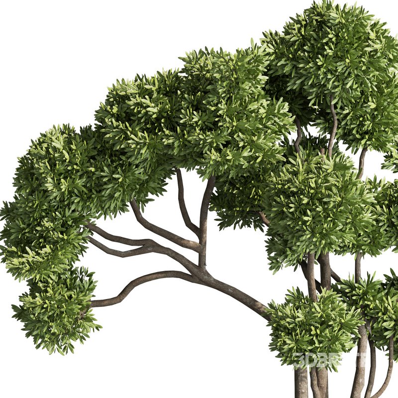 indoor plant set012 Image 3