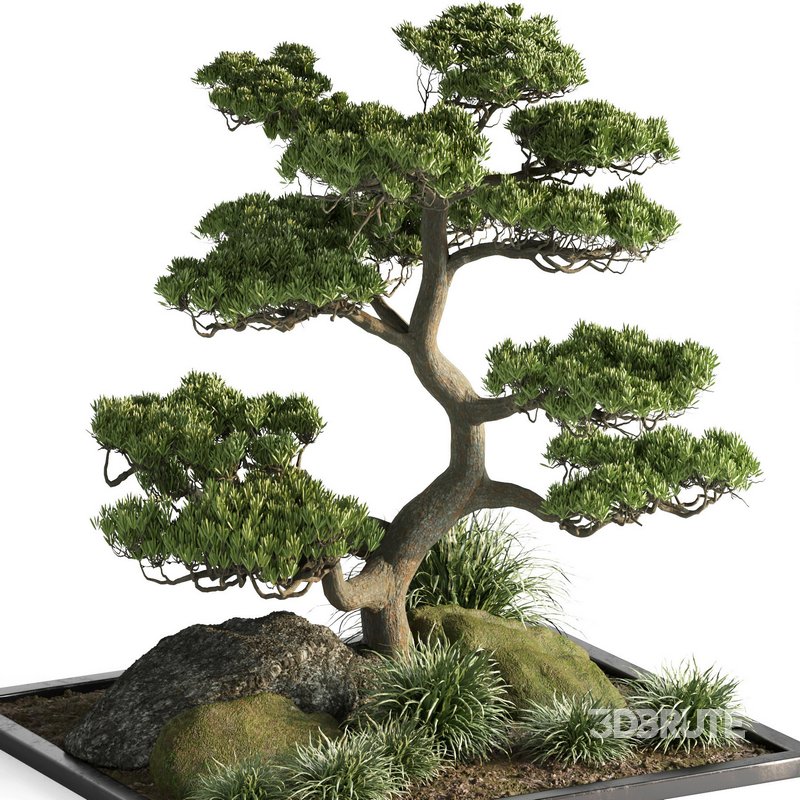 indoor plant set013 Image 2