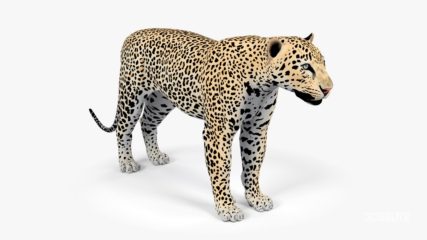 Leopard Image 1