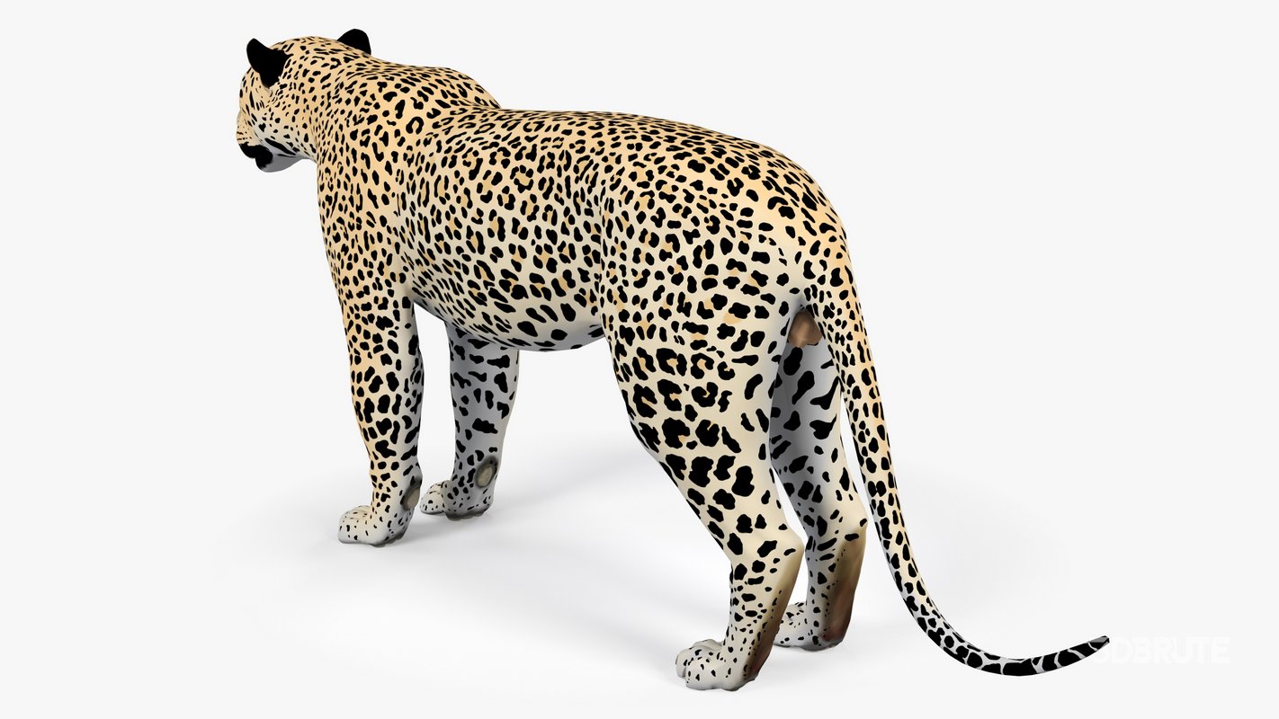 Leopard Image 2