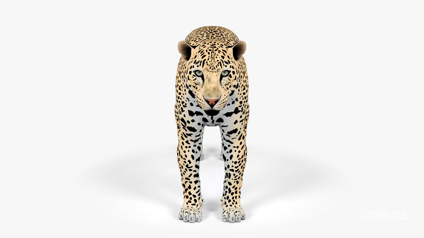 Leopard Image 3