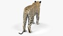 Leopard - Thumbnail 4