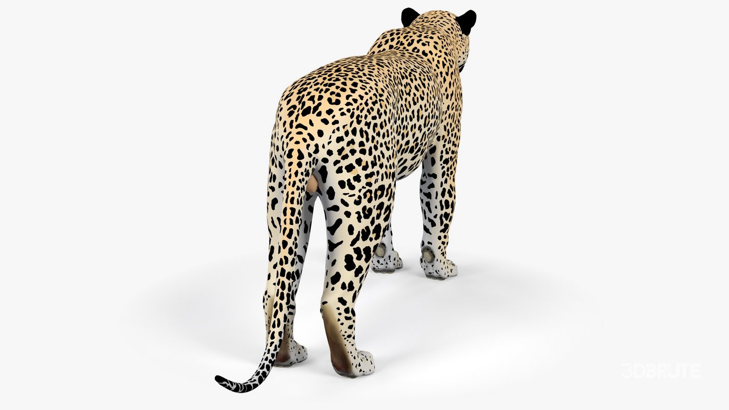 Leopard Image 4