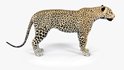 Leopard - Thumbnail 5