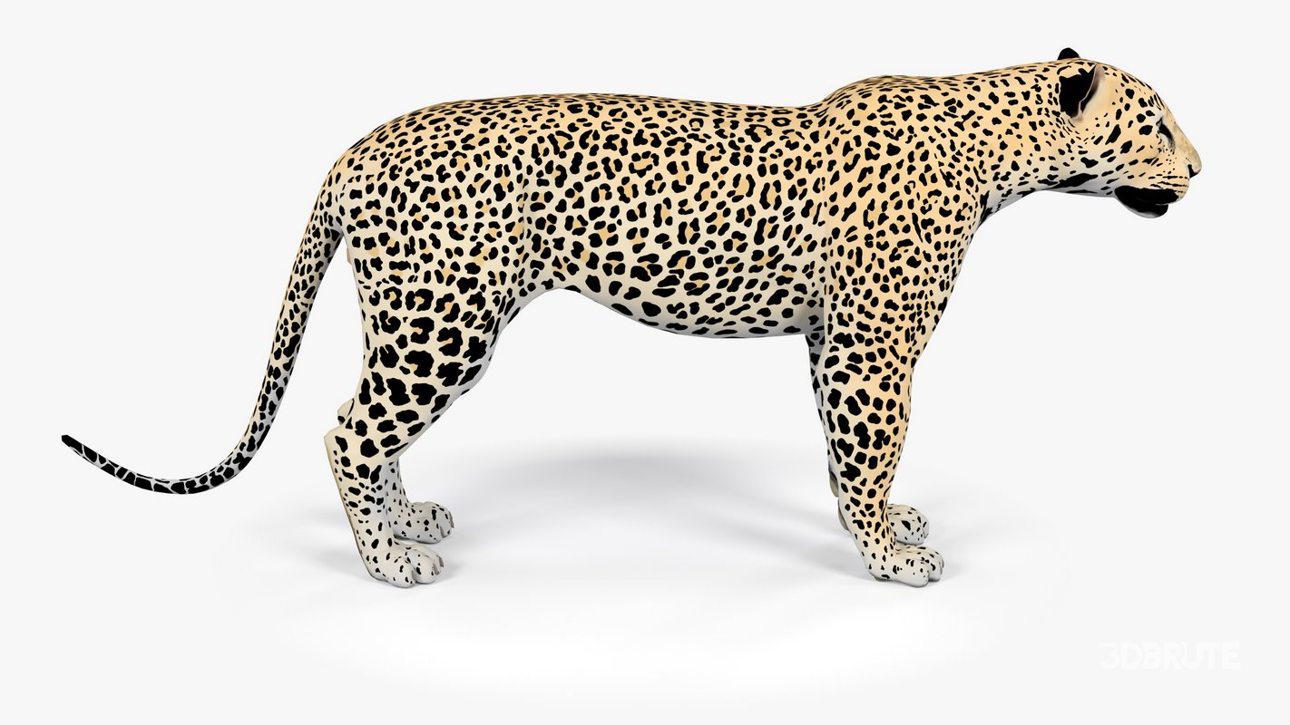 Leopard Image 5