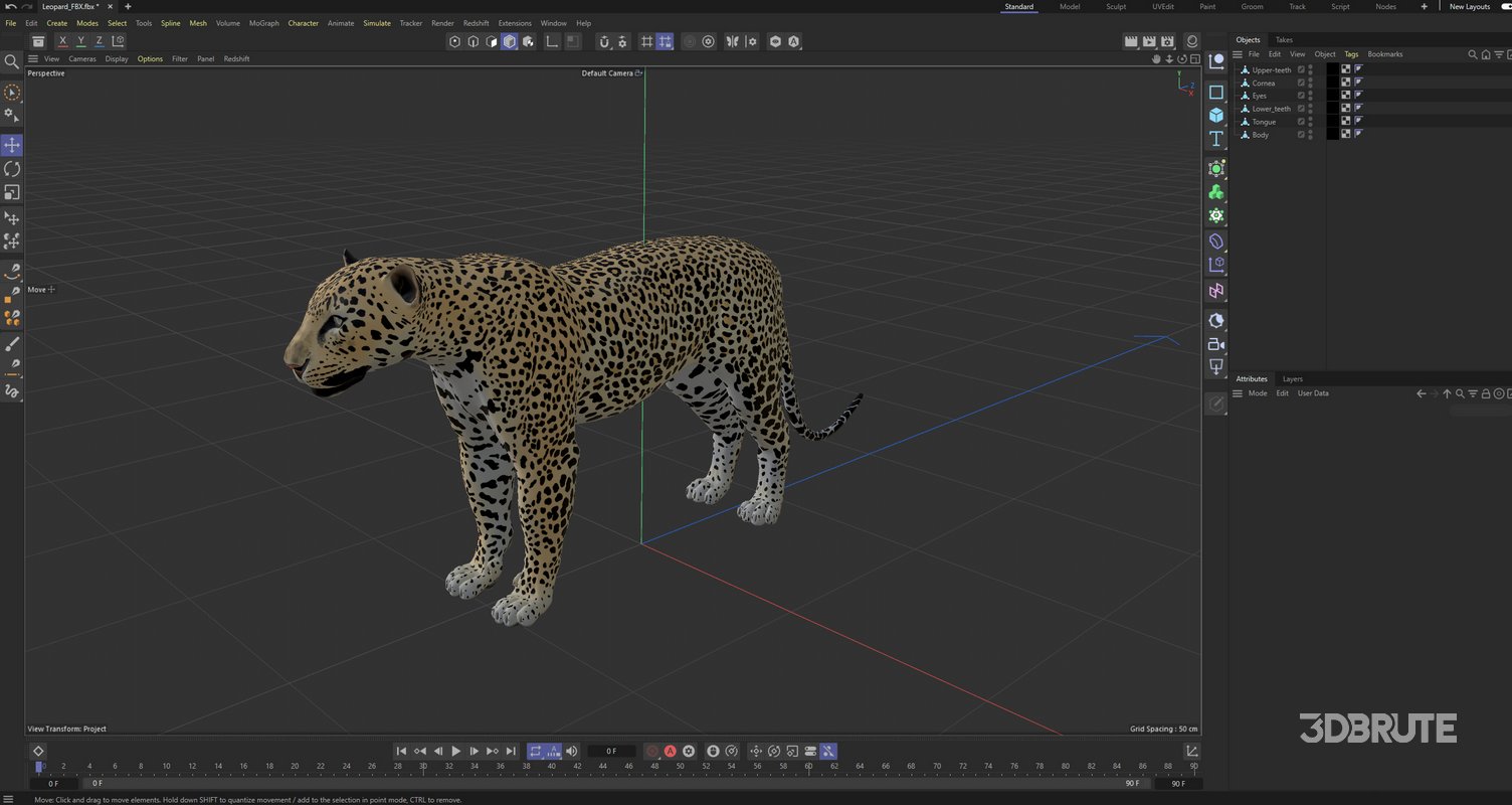 Leopard Image 16
