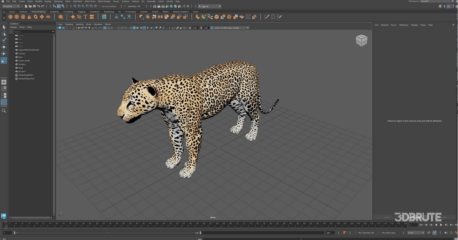 Leopard Image 17