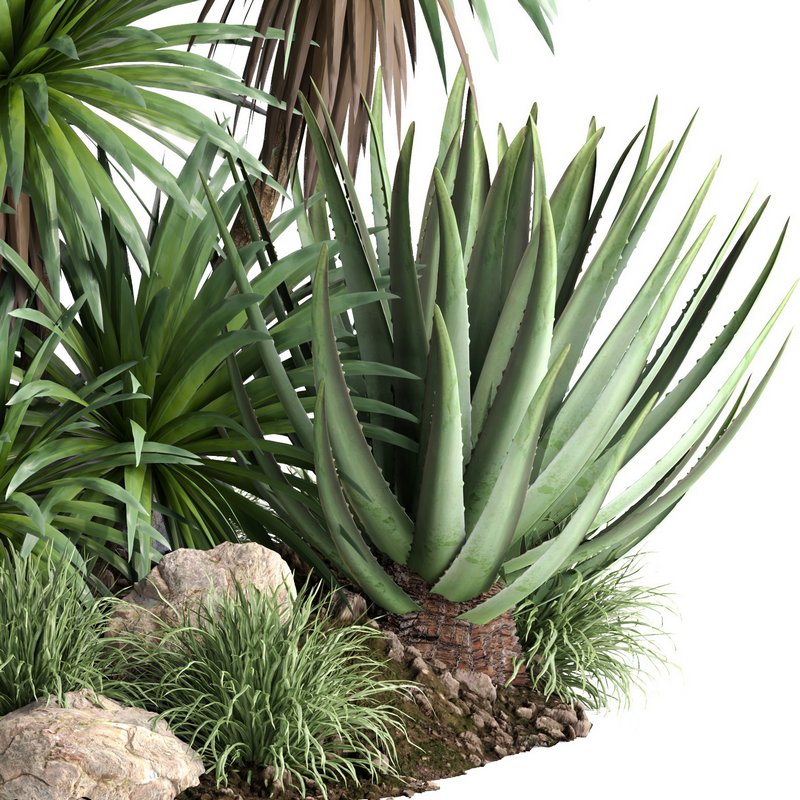 outdoor garden tree plant013 collection Image 2